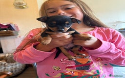Jack Russell dogs for sale: Gorgeous Jack Russell Puppies - Image 19