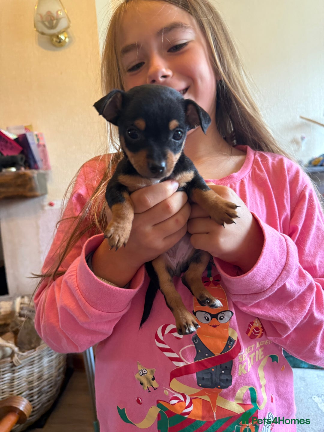 Jack Russell dogs for sale: Gorgeous Jack Russell Puppies - Image 19