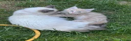 Mixed Breed cats for sale: Ragdoll cross mixed breed stunning kittens  - Advert 1