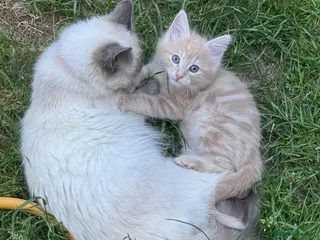 Mixed Breed cats Ragdoll cross mixed breed stunning kittens - Advert 1