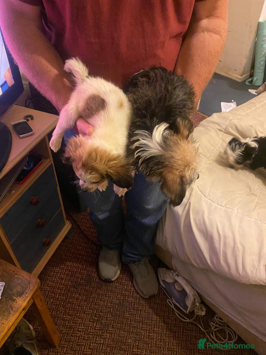 Jackapoo dogs for sale: Jackapoo puppies for sale  - Advert 6