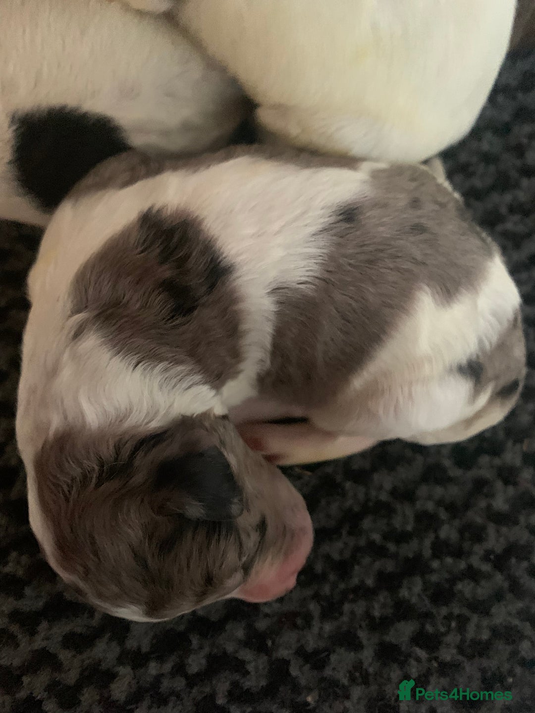 Sheepadoodle dogs for sale: Medium Size Sheepadoodle F1b.  - Advert 5