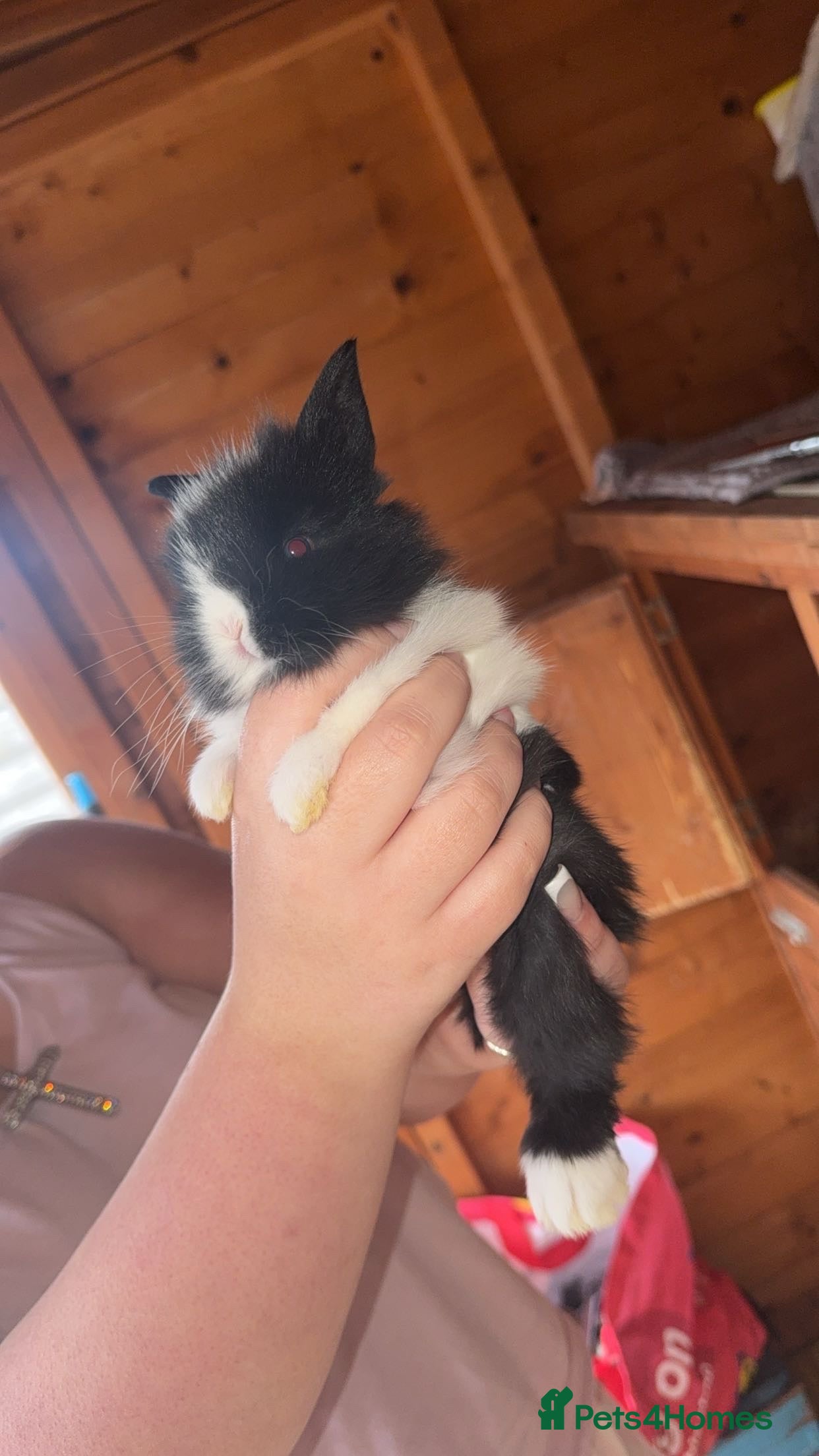 Lionhead rabbits 5 beautiful lion head ready for new home  - Advert 1