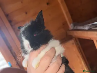 Lionhead rabbits 5 beautiful lion head ready for new home - Advert 1