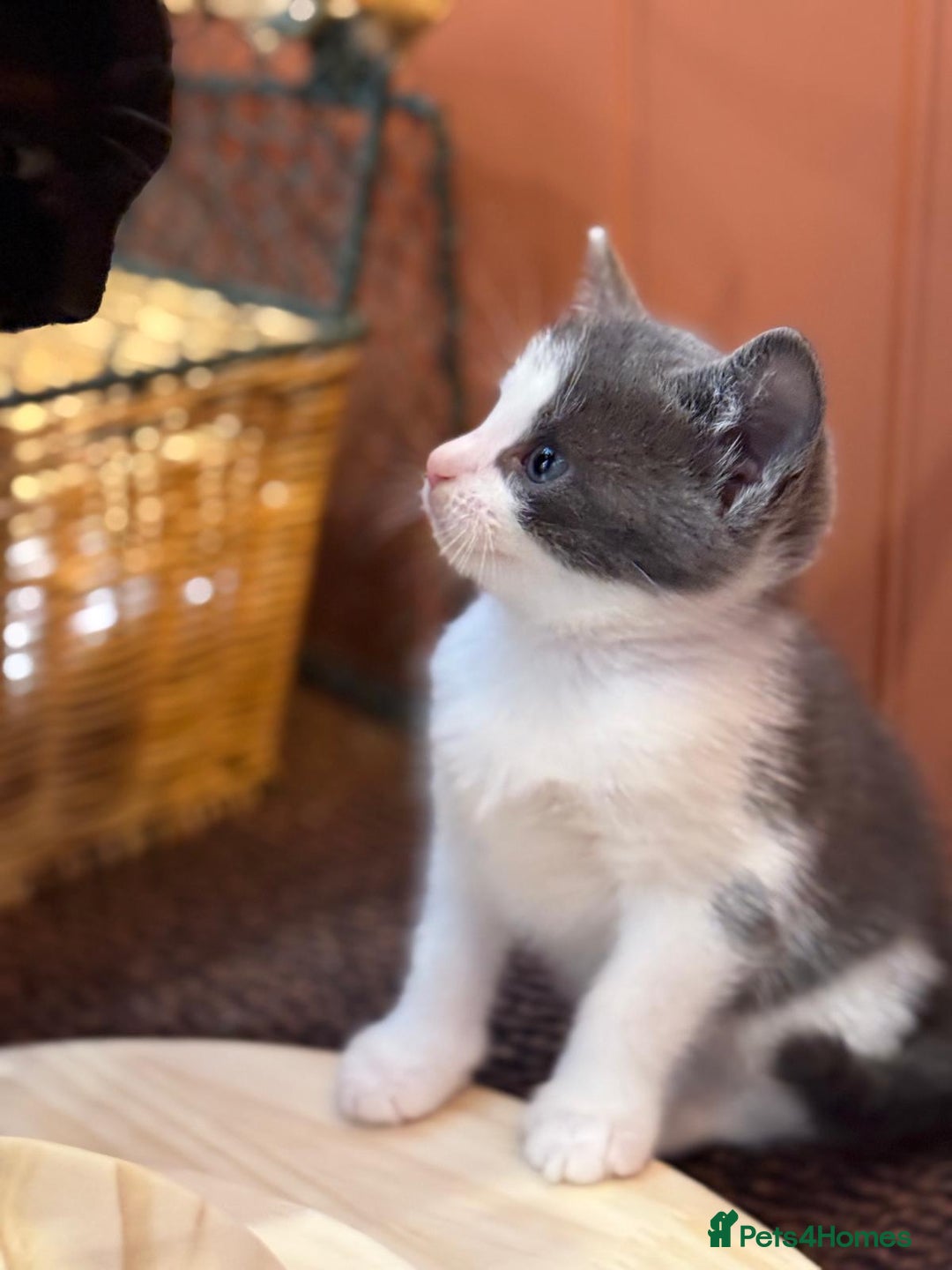 Mixed Breed cats for sale: 🐾 Adorable Kittens For Forever Homes 🐾  - Image 10