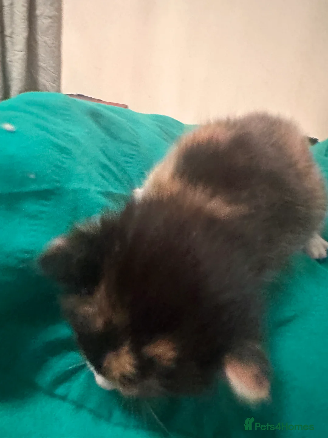 Mixed Breed cats for sale: Kittens for sale - Advert 2