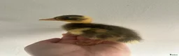Ducks poultry for sale: Unsexed Indian Runner Ducklings - Advert 14