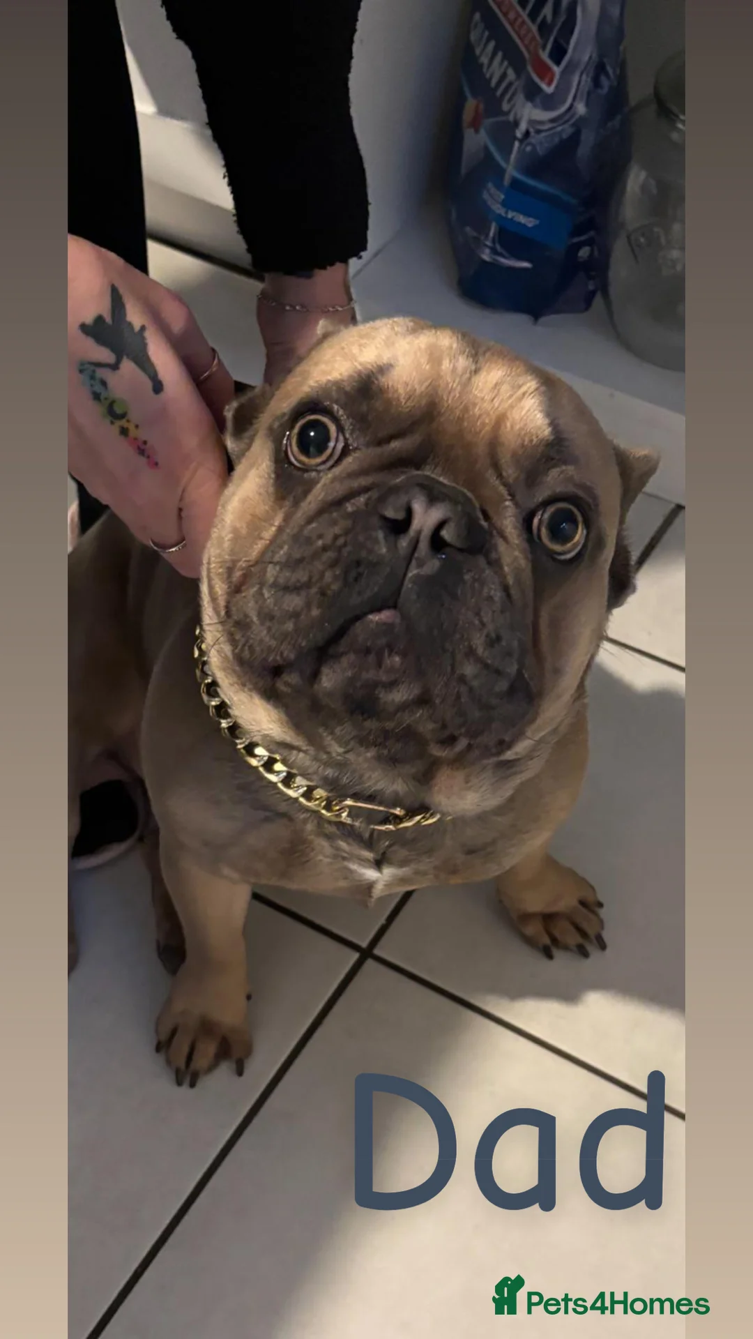 Mixed Breed dogs for sale: Pug Shih Tzu x French bulldog  - Advert 7