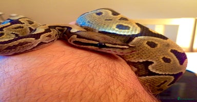 Snake reptiles - Advert 1