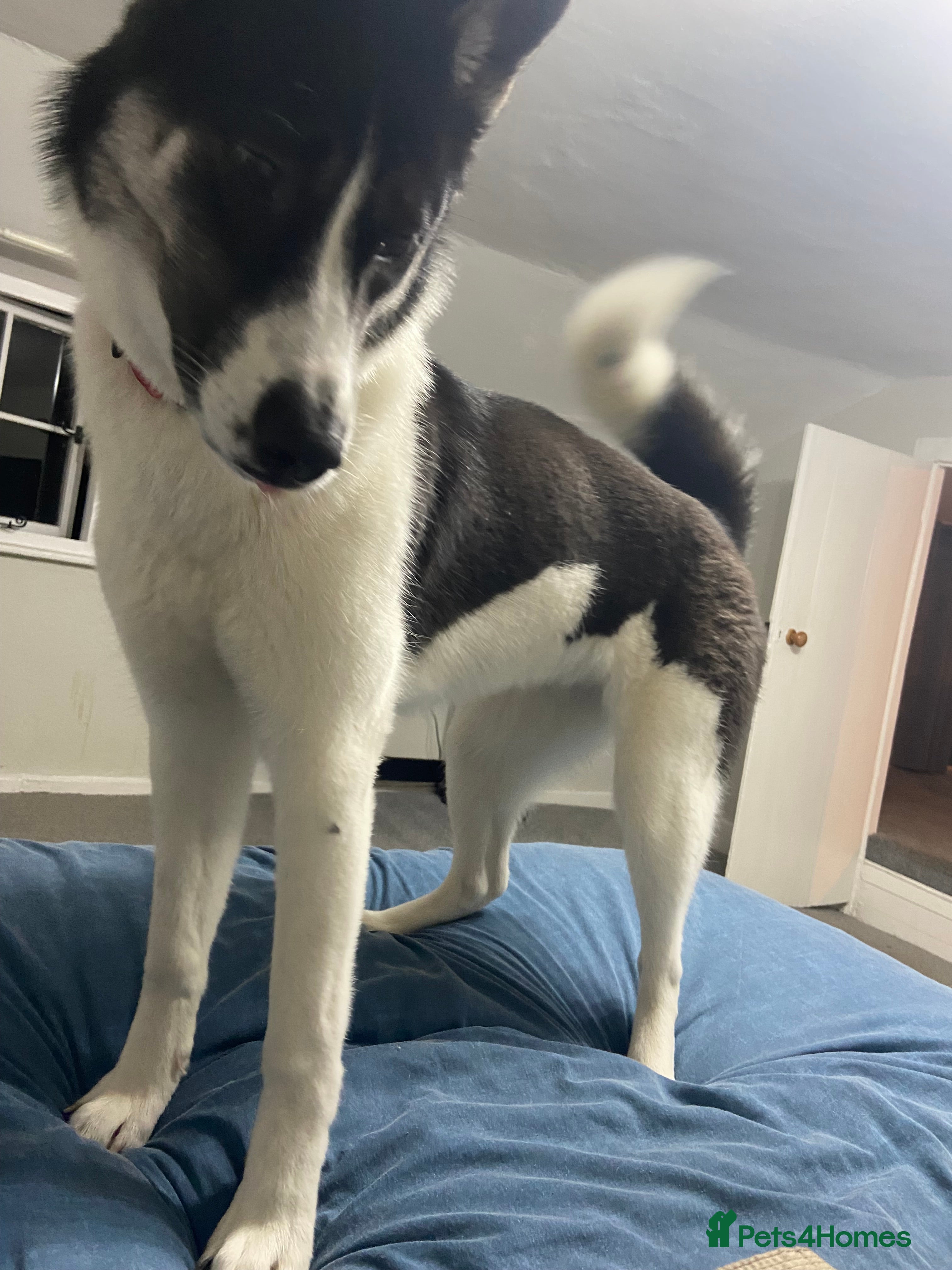 Huskita dogs Loving and affectionate Huskita  - Advert 1