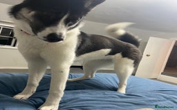 Huskita dogs for sale: Loving and affectionate Huskita  - Image 1