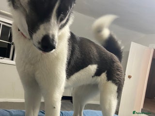 Huskita dogs - Advert 1