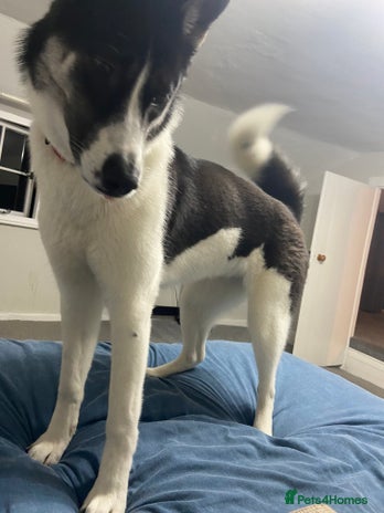 Huskita dogs - Advert 1