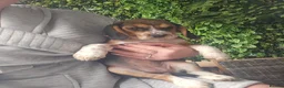 Bocker dogs for sale: Bocker puppies luking new home  in Boston - Advert 4