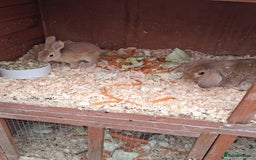 Mixed Breed rabbits for sale: Taka and Bobby - Image 1