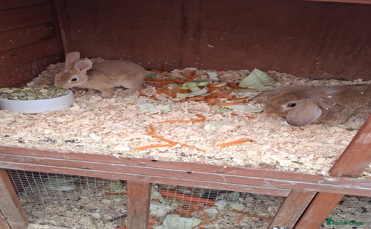 Mixed Breed rabbits - Advert 1