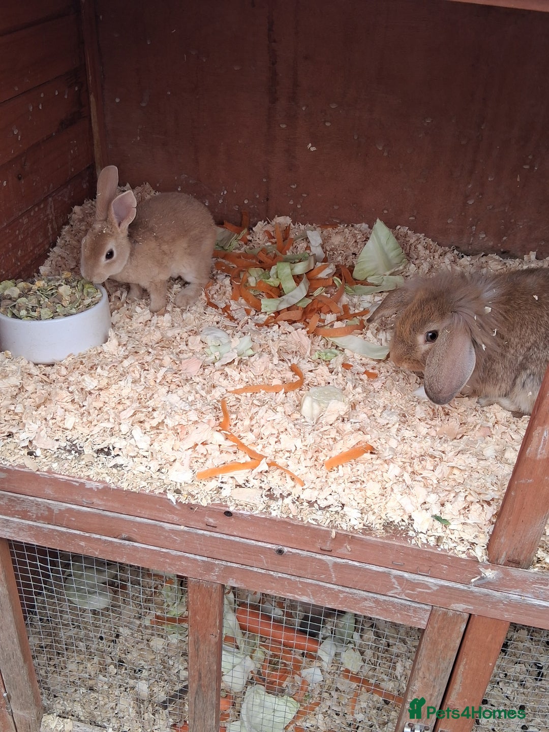 Mixed Breed rabbits for sale: Taka and Bobby - Image 1