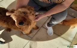 Irish Terrier dogs for sale:  irish terrier puppies based in Hampshire. - Image 6
