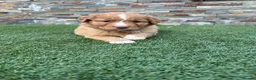 Nova Scotia Duck Tolling Retriever dogs for sale: Beautiful KC registered toller pups - Advert 11