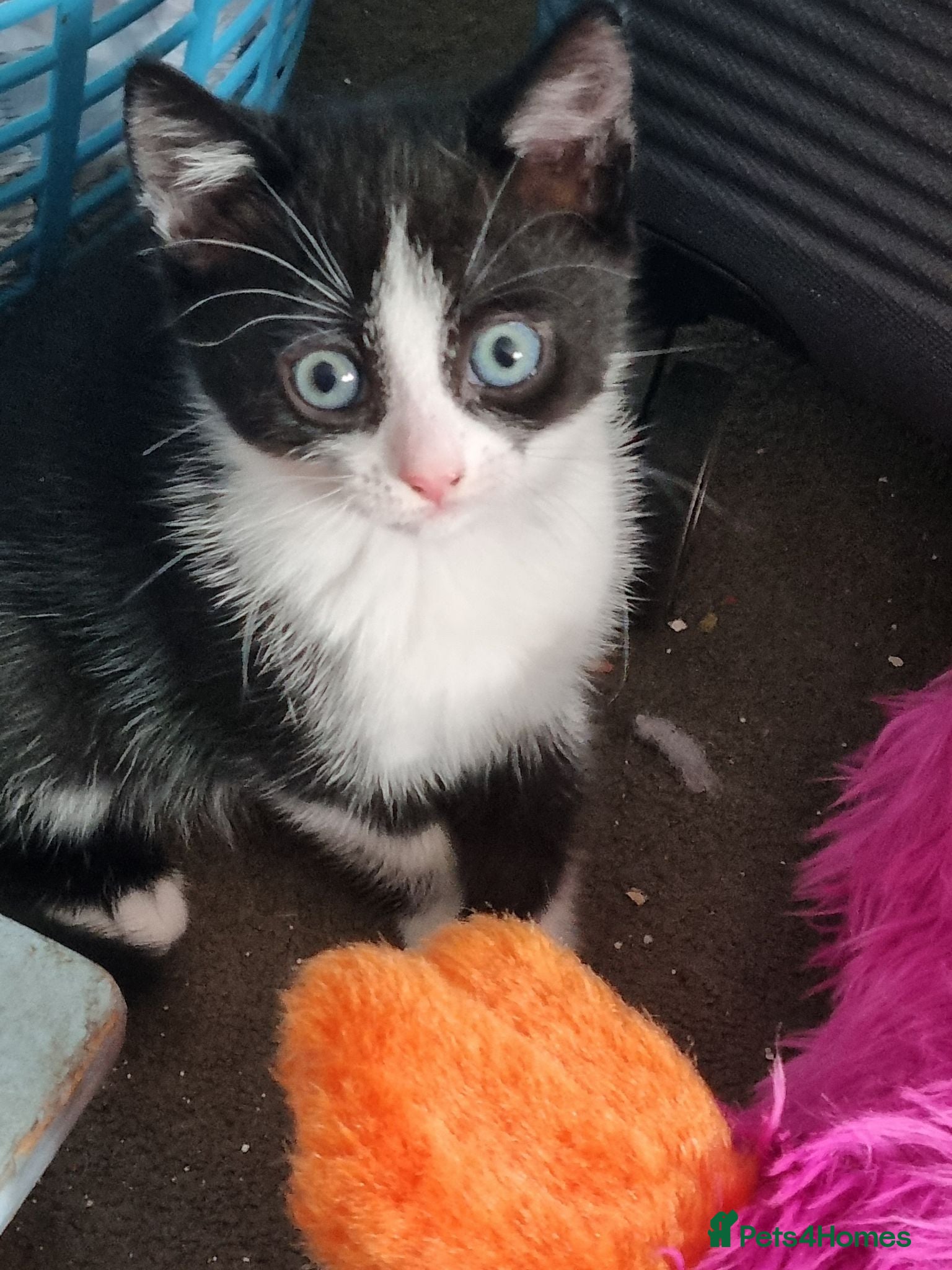 Mixed Breed cats Fudge - Advert 1