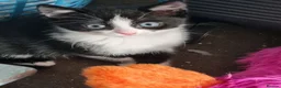 Mixed Breed cats for sale: Fudge in Crook - Advert 1