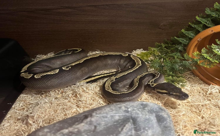 Python Snake reptiles - Advert 2