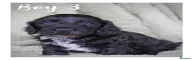 Cockapoo Puppy 8
