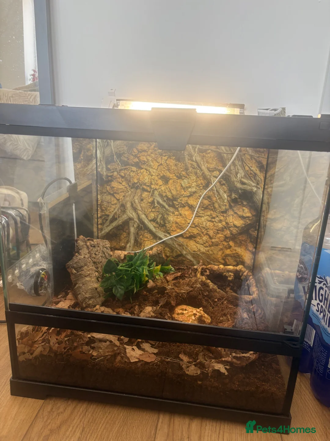 Frog reptiles for sale: Strawberry Pac-Man frog  in Cambridge - Advert 2