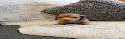 Dachshund dogs for sale: Long-haired miniature daschund pups for sale  - Advert 8