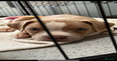 Staffordshire Bull Terrier dogs - Advert 2