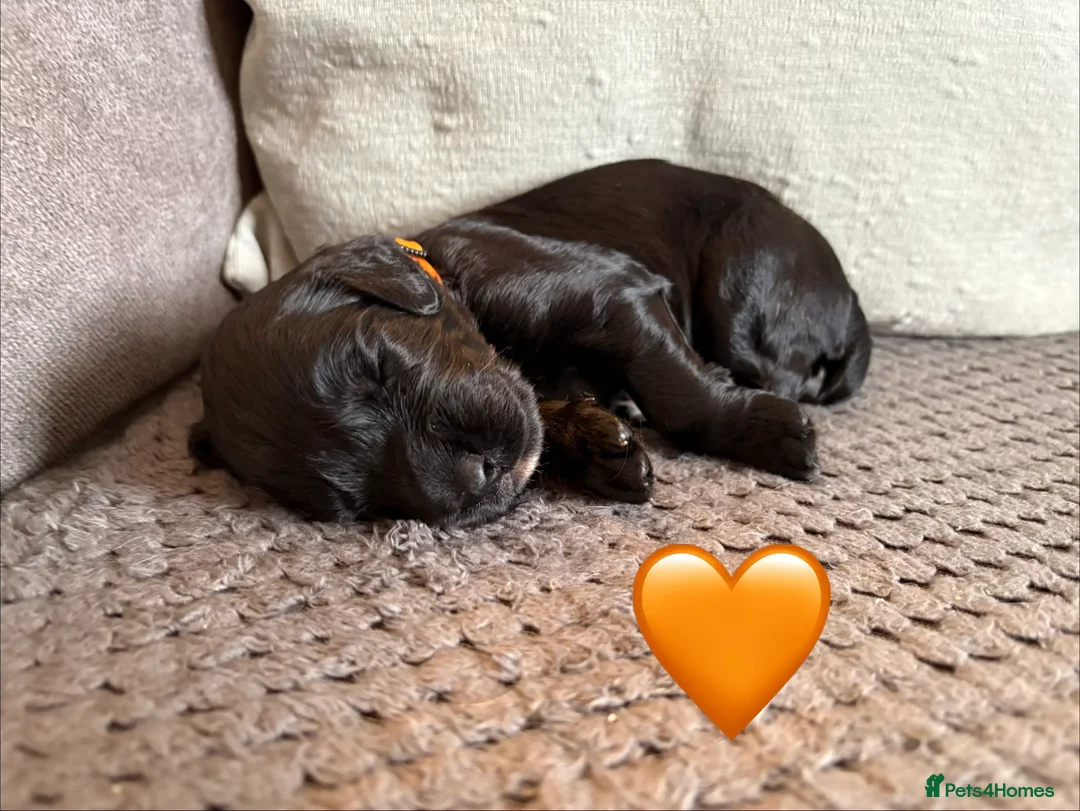 Cocker Spaniel dogs for sale: KC registered working cockers - Advert 7