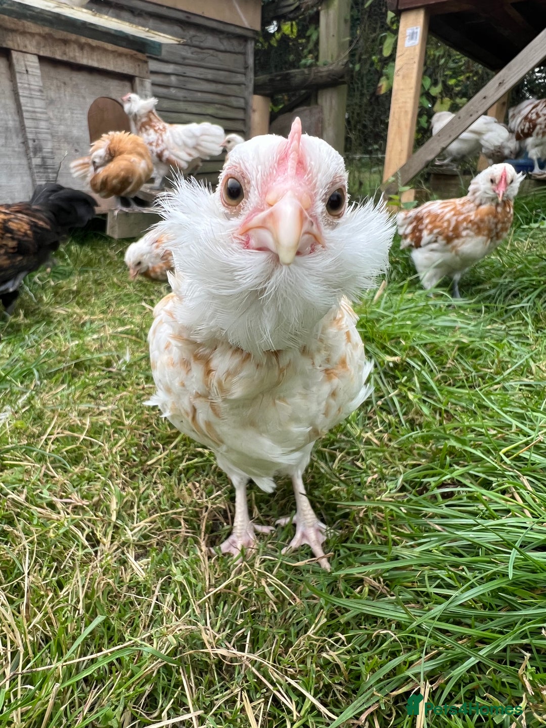 Chickens poultry for sale: Rare Breed Thuringian Chamois & Black Chickens  - Image 15
