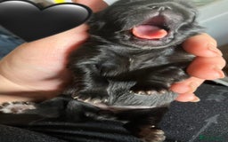 Shih Tzu dogs for sale: Shih Tzu Puppies  - Image 13