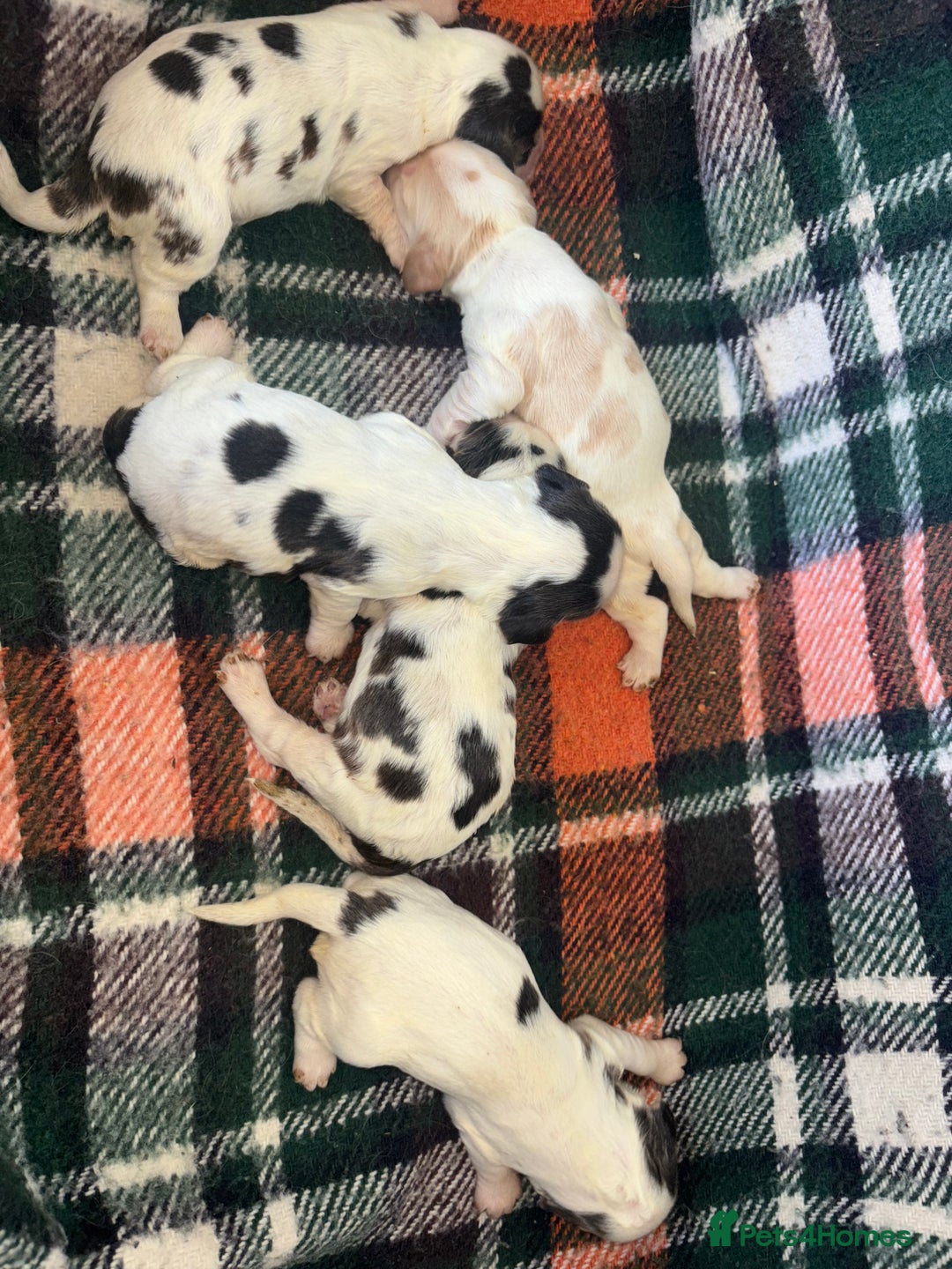 Cocker Spaniel dogs for sale: Show Cocker Spaniel Puppies  - Image 31