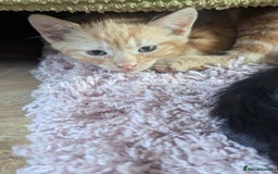 Domestic Shorthair cats for sale: Ready now  - Image 3