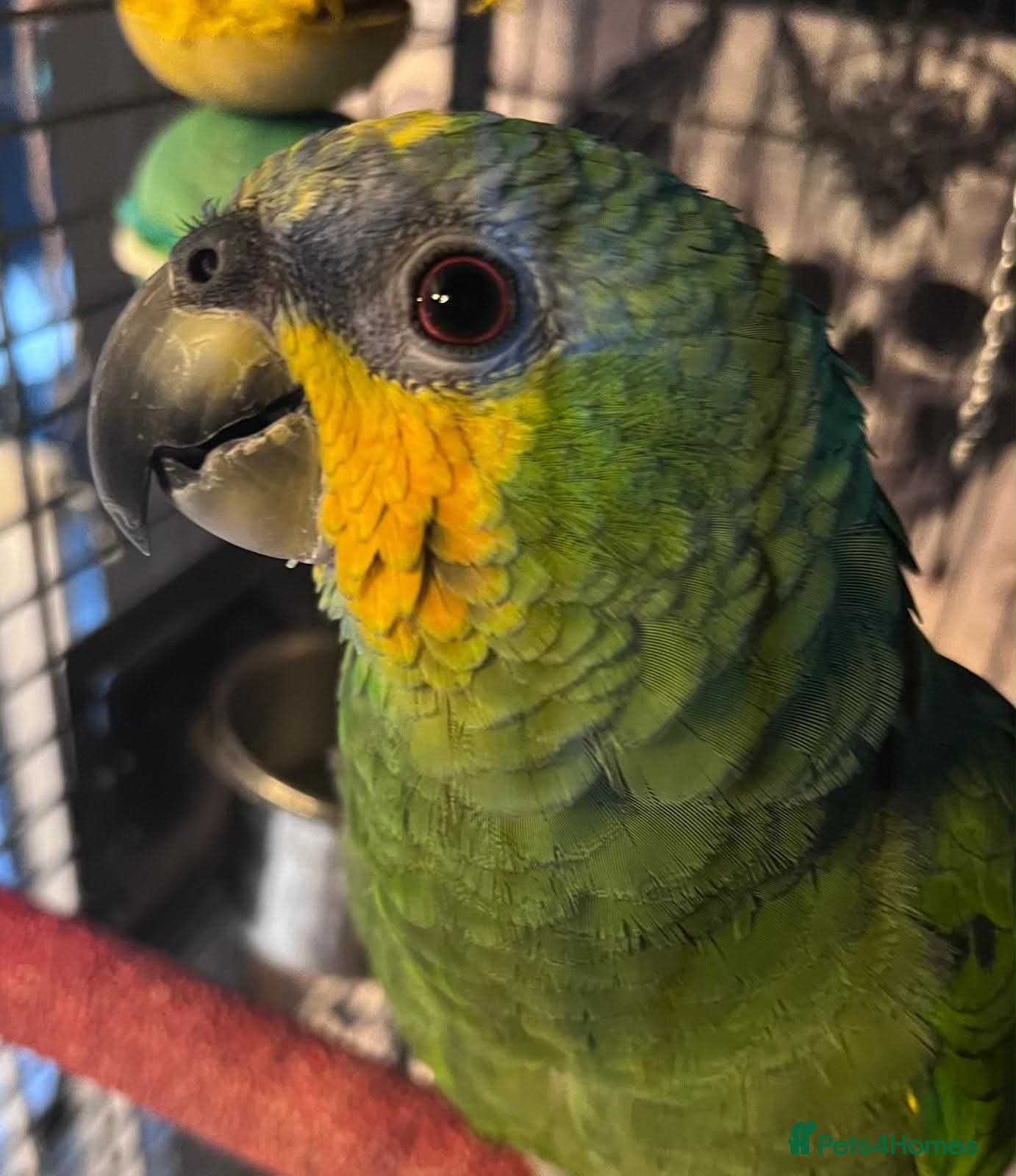 Parrots birds Tame & Friendly Orange Winged Amazon Talking Boy - Advert 4