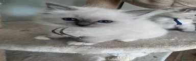 Ragdoll 6