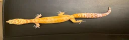 Leopard Gecko reptiles for sale: White&Yellow Snow Tremper 50% Het Eclipse - Advert 6