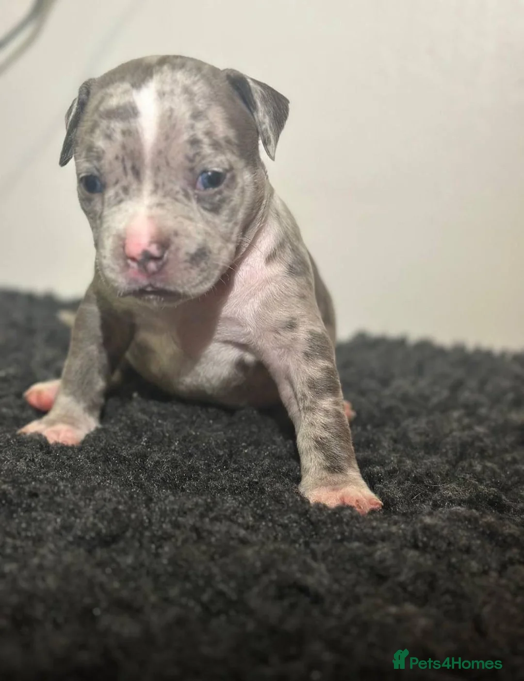 Mixed Breed dogs for sale: Olde Tyme Bulldog x American Staffordshire Pups - Advert 6