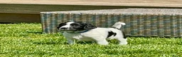 English Springer Spaniel dogs for sale: KC registered English Springer Spaniels - Advert 30