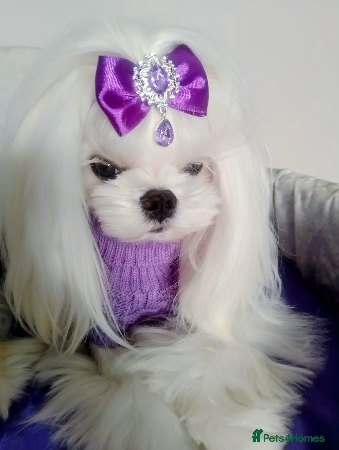 Maltese dogs for stud: 💜DNA health tested Tiny Korean Maltese boy💜 - Advert 1