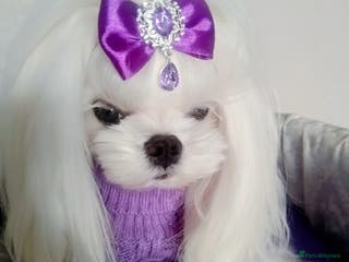 Maltese dogs 💜DNA health tested Tiny Korean Maltese boy💜 - Advert 3