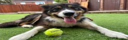 Border Collie dogs for sale: 💜Lavender 💜 beautiful collie pup 🐶  - Advert 5