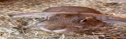 Mixed Breed rabbits for sale: 2 Female rabbits to be rehomed  - Advert 2
