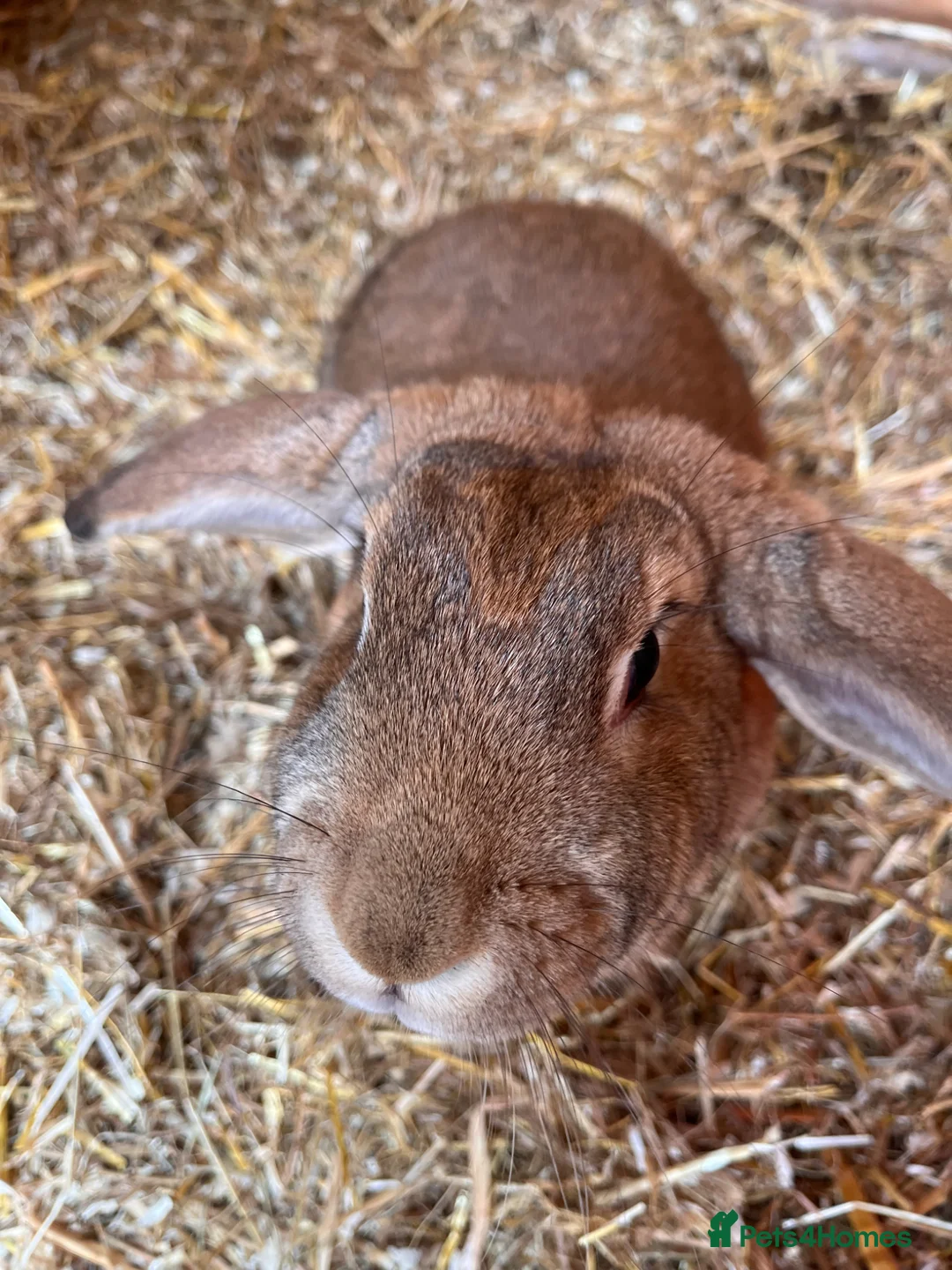 Mixed Breed rabbits for sale: 2 Female rabbits to be rehomed  - Advert 2