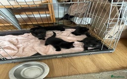 British Shorthair cats for sale: Litter of 5 lovely kittens  - Image 6