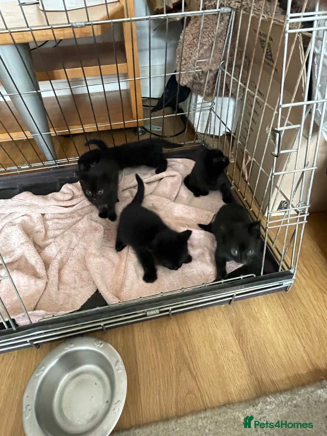 British Shorthair cats for sale: Litter of 5 lovely kittens  - Image 6
