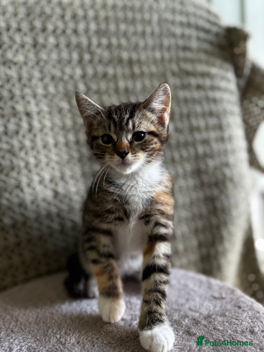 British Shorthair cats for sale: British Shorthair Kittens -Ready for Loving Homes  - Image 19
