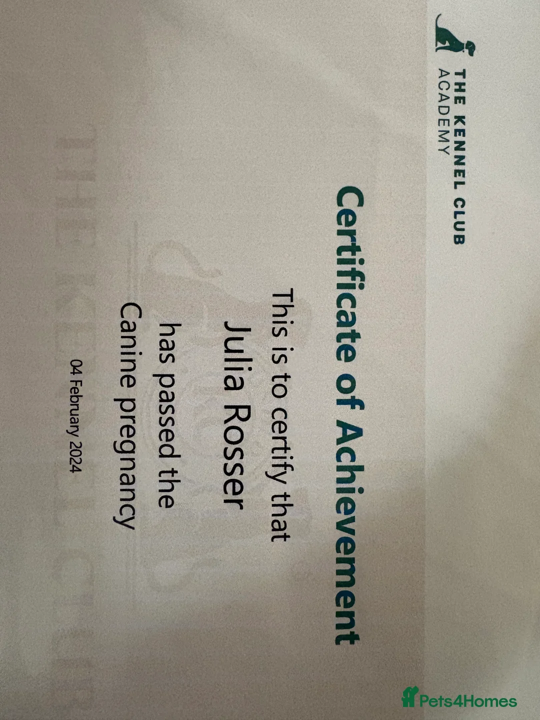 Hungarian Vizsla dogs for sale: Third beautiful litter from our stuning Ginny - Advert 2