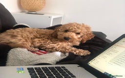 Cavapoo dogs for sale: Dexter the Cavapoo is looking for a new home - Advert 5